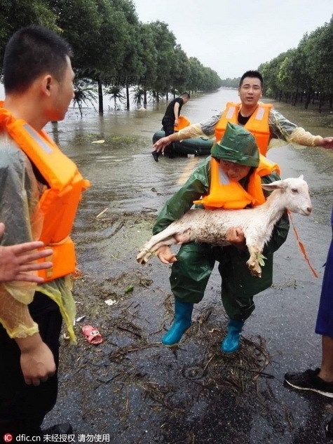 Nông dân khóc ròng nhìn 3.000 con lợn chìm trong nước lũ - ảnh 7