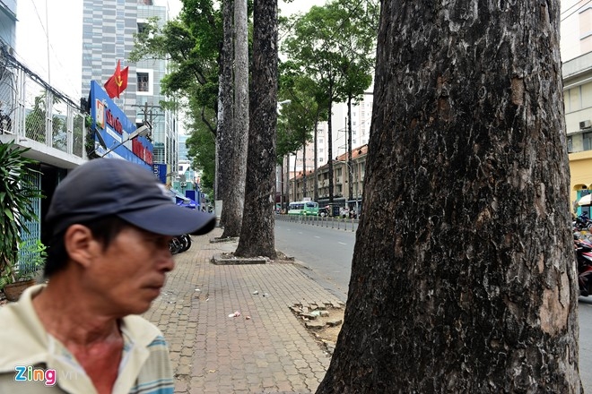 Them 3 cay dau gan 100 tuoi o Sai Gon chet bat thuong hinh anh 3