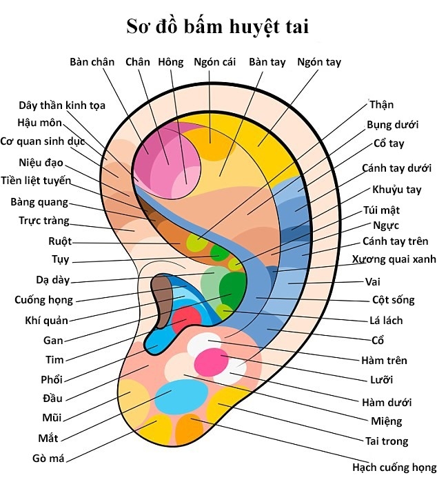 Cach bam huyet giup giam met moi bang kep quan ao hinh anh 2