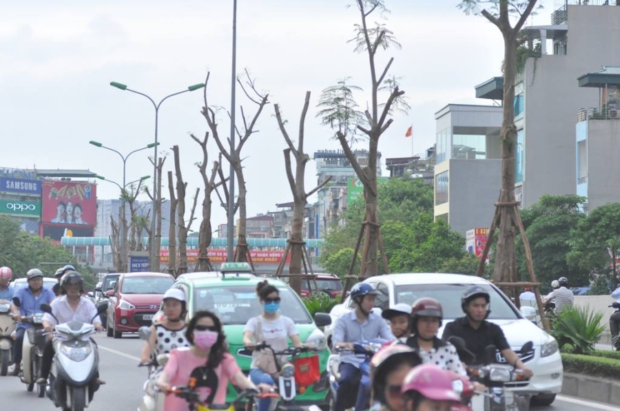 GS Nguyễn Lân Hùng: Hà Nội rất phù hợp trồng phượng - 1