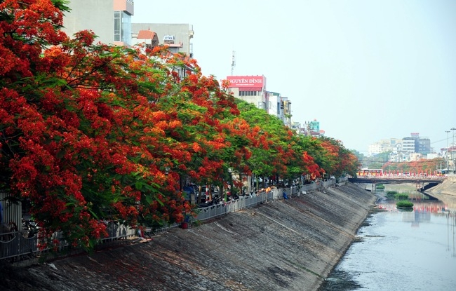 GS Nguyễn Lân Hùng: Hà Nội rất phù hợp trồng phượng - 2