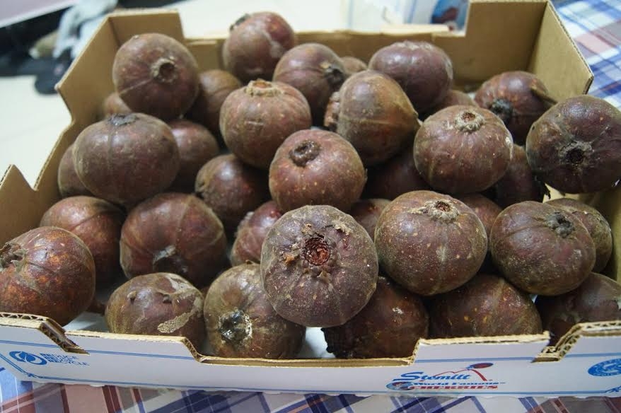 sung khổng lồ, quả vả rừng, ngõa mật rừng, dân hà thành, đặt mua ngõa mật rừng