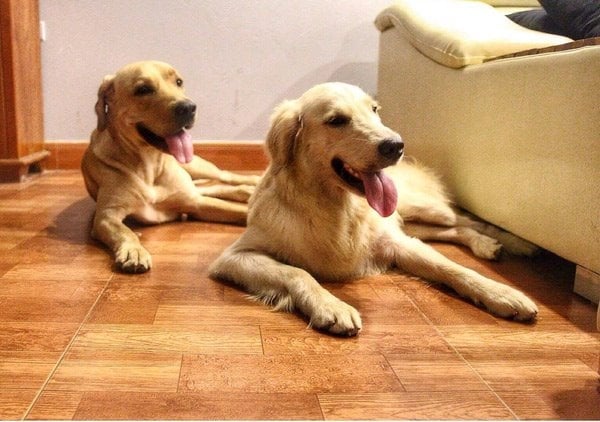 cô gái, người Việt,chú chó, đi phượt, dân phượt, phượt thủ