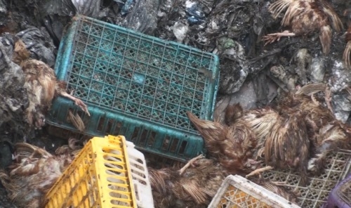 ga-thoi-gia-6000-dong-kg-tuon-vao-viet-nam