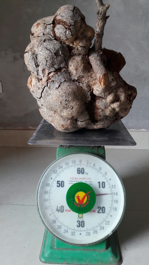 Tìm được nấm phục linh 