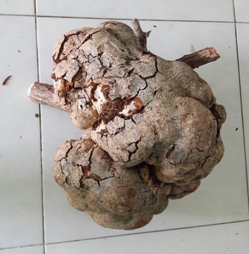 Tìm được nấm phục linh 