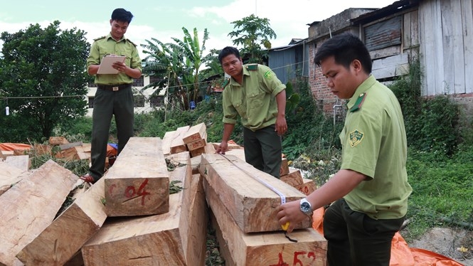 Vụ phá rừng Pơmu nghiêm trọng ở Nam Giang đang có nhiều diễn biến mới /// CÔNG THÀNH