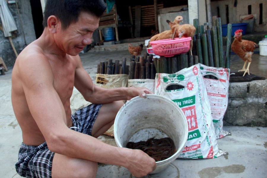 Nghề bắt lươn đồng ở xứ Nghệ hình ảnh 8 Nghe bat luon dong o xu Nghe hinh anh 8