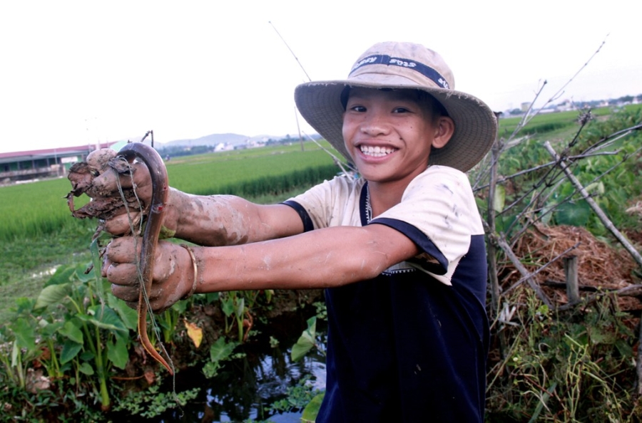 Nghề bắt lươn đồng ở xứ Nghệ hình ảnh 13 Nghe bat luon dong o xu Nghe hinh anh 13