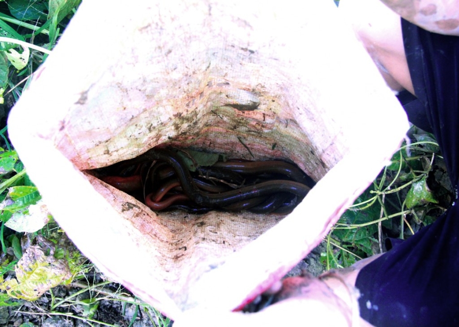 Nghề bắt lươn đồng ở xứ Nghệ hình ảnh 14 Nghe bat luon dong o xu Nghe hinh anh 14