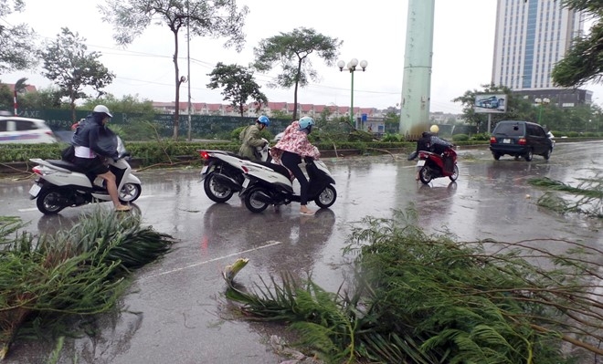 Dan mang chia se hinh anh tan hoang sau bao Mirinae hinh anh 2