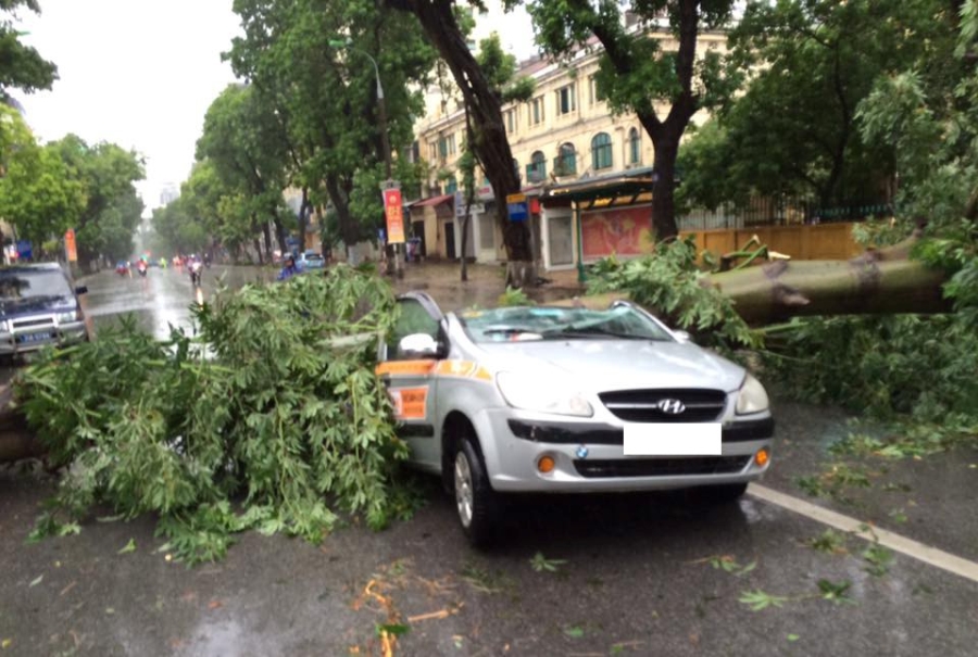 Dap cua, bo cuu con gai thoat khoi xe bi cay co thu do trung hinh anh 5