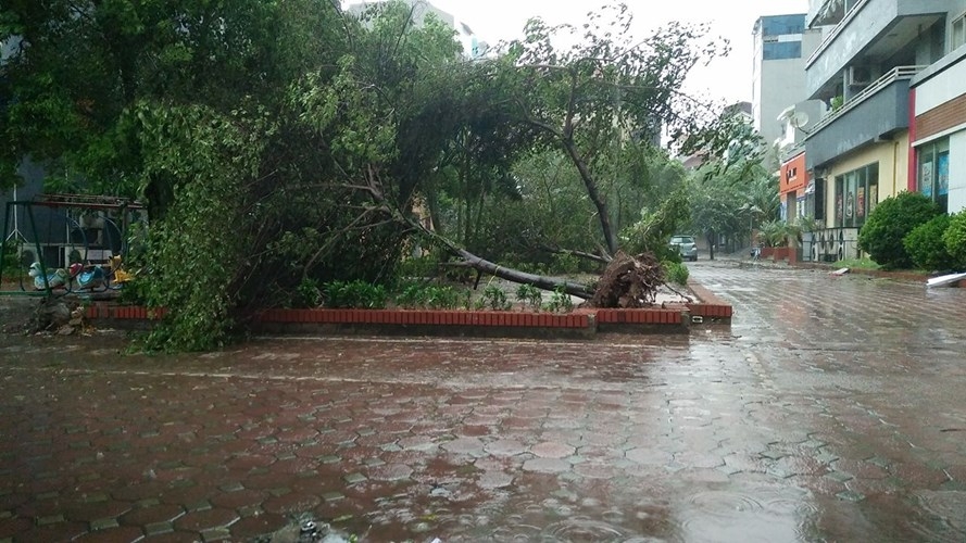 Ha Noi co gio giat cap 8-9, mua rat to, cay do nhieu noi