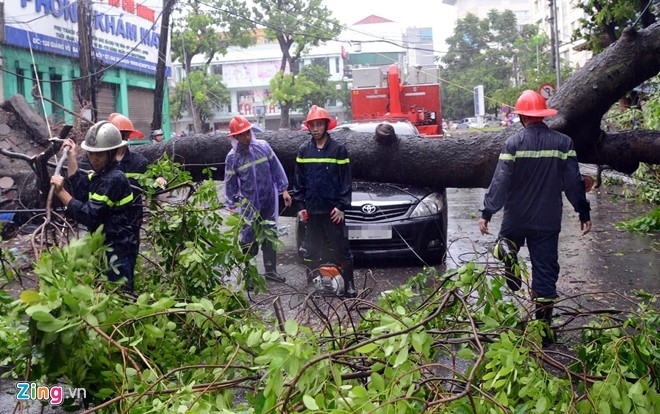 Cay do la liet trong bao Mirinae o Ha Noi hinh anh 1