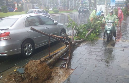 sau bao so 1, ha noi xuat hien nhung goc cay “ky la” hinh anh 1