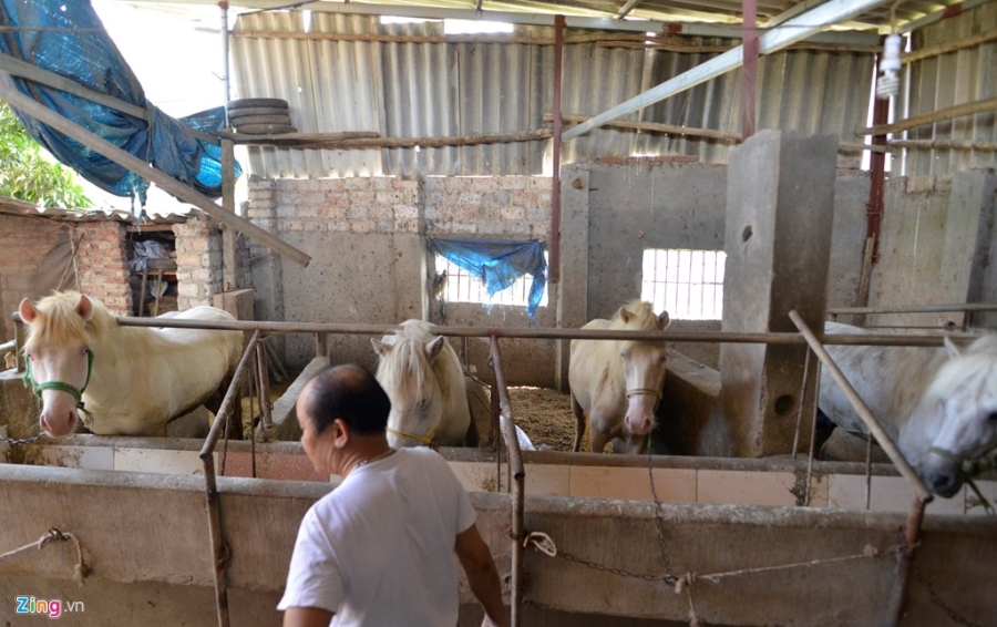 Lang nuoi ngua bach nau cao tau nha lau, xe hoi hinh anh 13