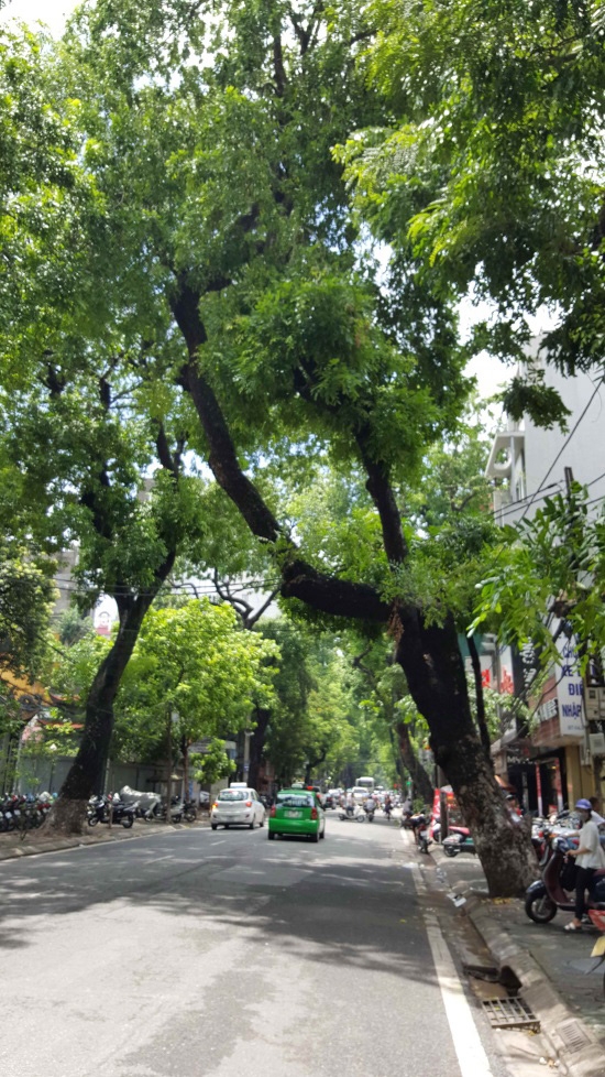  Cây cổ thụ nguy cơ gãy đổ do bị nghiêng thân và lệch tán (đường Bà Triệu - Hà Nội) - Ảnh do Tiến sĩ Hà cung cấp. 