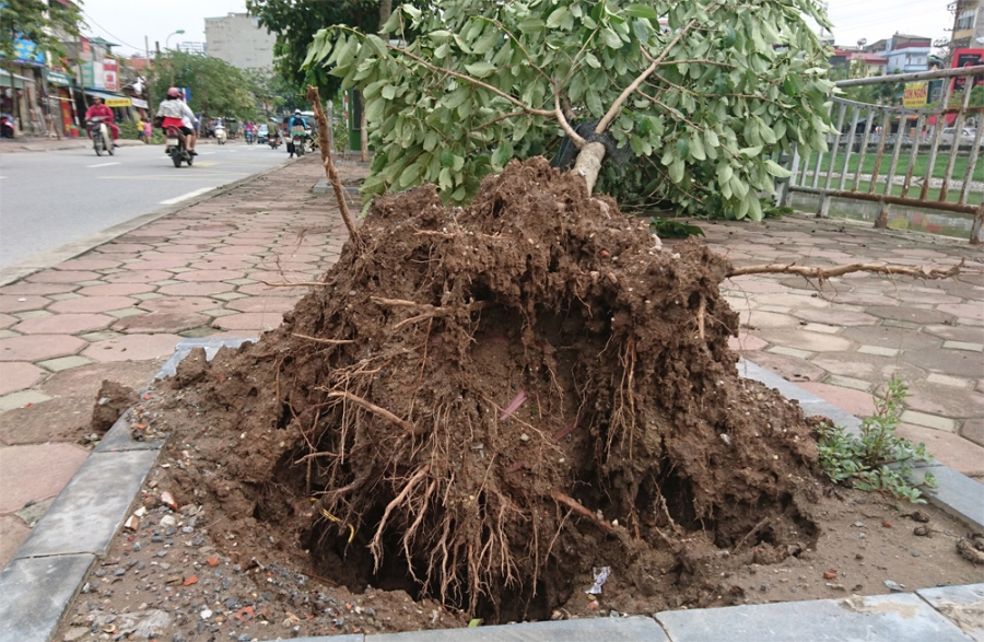 Cây xanh mới trồng đổ hàng loạt trên phố Kim Giang.