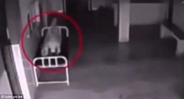  Bóng mờ bất ngờ xuất hiện, tách ra khỏi thi thể của người phụ nữ và bay đi 