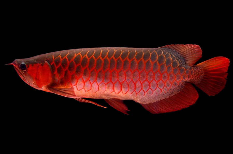 Thú chơi 