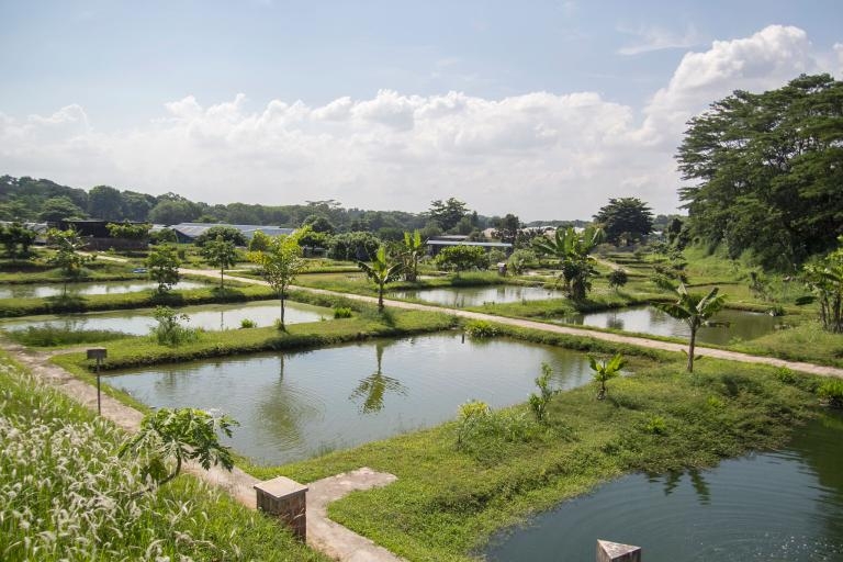 Thú chơi 