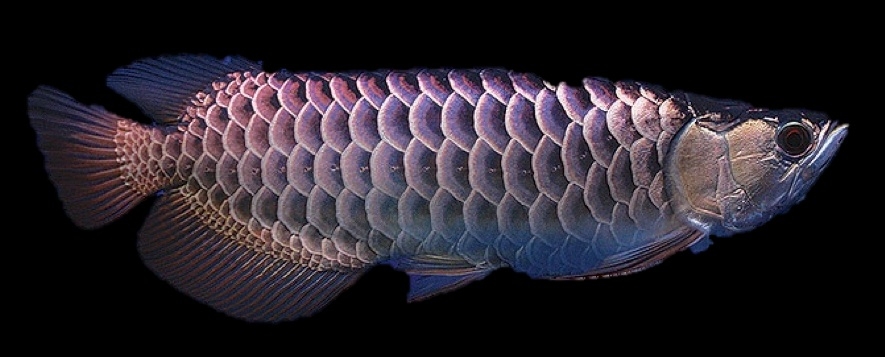 Thú chơi 