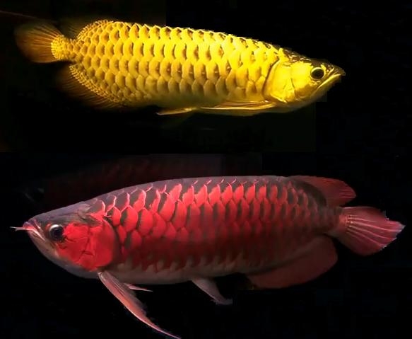 Thú chơi 