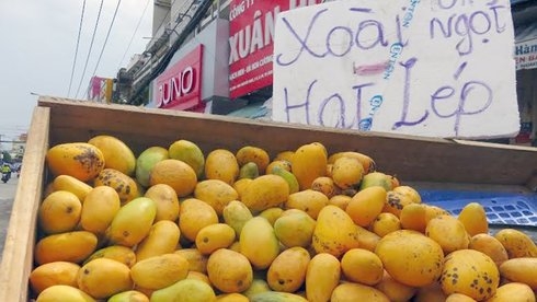 Xoài nhập khẩu từ Trung Quốc giá chỉ 3.600 đồng/kg