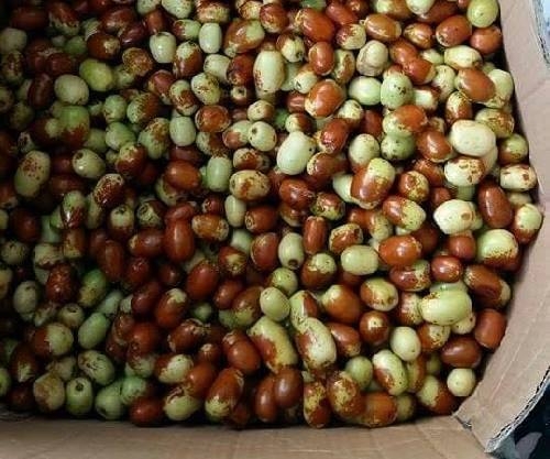 táo tàu, táo Trung Quốc, thần dược táo tàu, hoa quả Trung Quốc, hoa quả tàu, dân hà thành