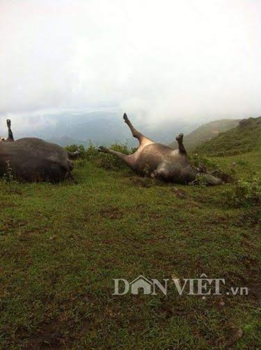 set danh chet dan trau, dan ngheo mat trang hang tram trieu dong hinh anh 2