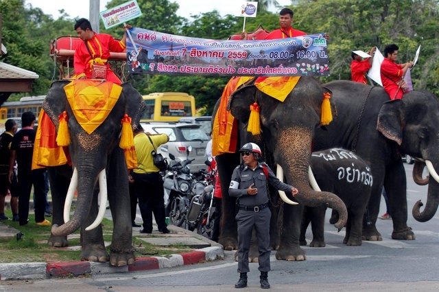 Voi di keu goi trung cau dan y o Thai Lan hinh anh 4
