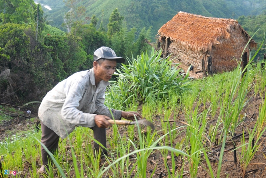 Cuoc song nuong ray cua nguoi rung Quang Ngai hinh anh 5