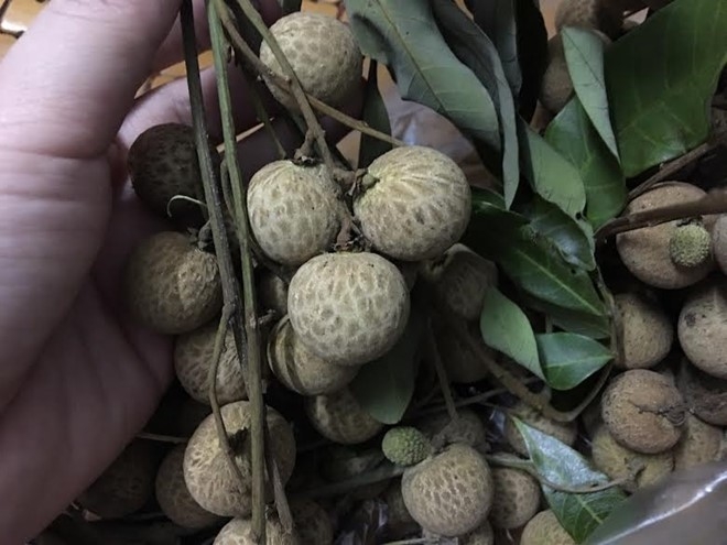 Dan sanh an Ha Noi san mua nhan que gia re hinh anh 1