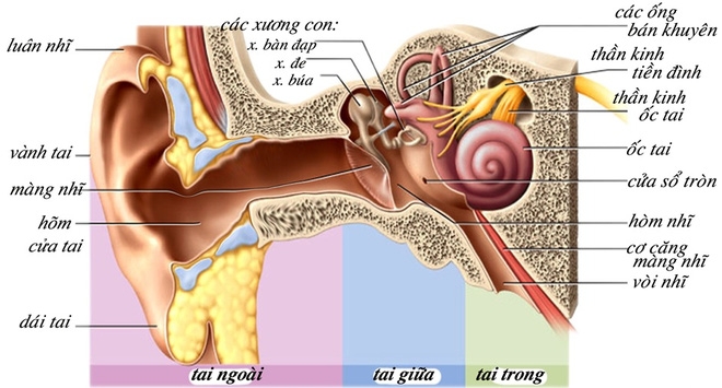 Cảnh báo: Xịt mũi có thể là nguyên nhân khiến trẻ viêm tai, điếc - Ảnh 1.