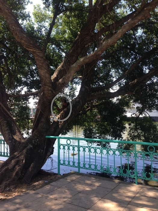 pokemon go, hà nội, chuyện dở khóc dở cười, bắt pokemon, nhà nghỉ, cô gái, người yêu, vợ chồng