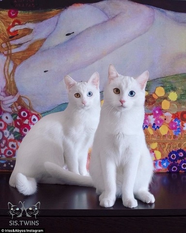 Cặp mèo đẹp 