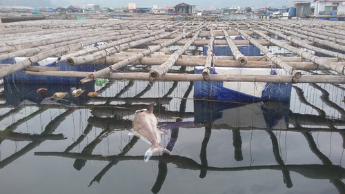 ca chet o bai tu long: dan keu hang tan, chinh quyen bao vai ta hinh anh 1
