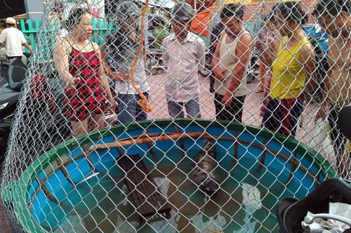 hai-cu-xuat-hien-o-quang-nam-bi-nguoi-dan-bat-nhot-1