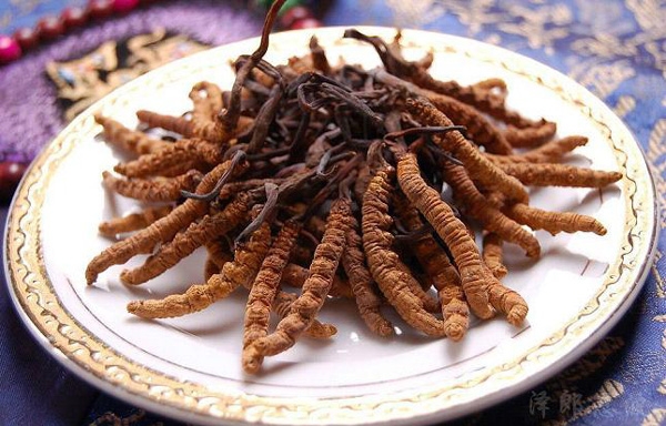 đông trùng hạ thảo, đông trùng hạ thảo tây tạng, nhà giàu việt, đại gia việt, tiên dược, tác dụng của đông trùng hạ thảo, đông trùng hạ thảo trung quốc, đông trùng hạ thảo việt nam