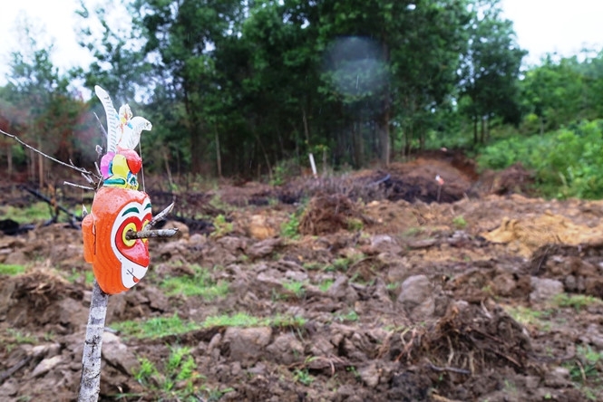quang tri: trau “dien” tan cong nguoi dinh bay… ton ngo khong hinh anh 2