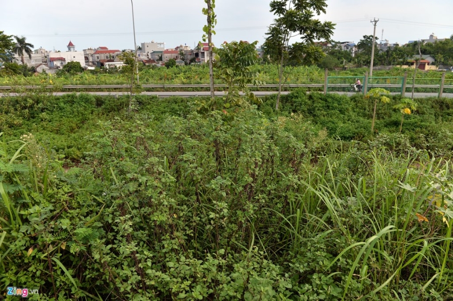 Co dai um tum suot 24 km Dai lo Thang Long hinh anh 8