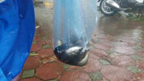 Bão số 3 quần thảo, người Hà Nội đổ xô ra đường bắt cá - Ảnh 8