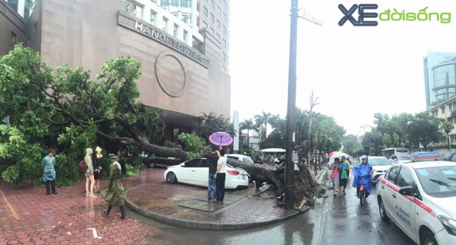 Bão về gần đến Hà Nội, cây đổ đè bẹp Kia Forte - ảnh 5