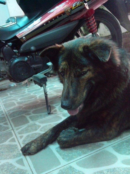 Quá thương thú cưng, chàng trai mua tủ đông để ướp xác chó 2