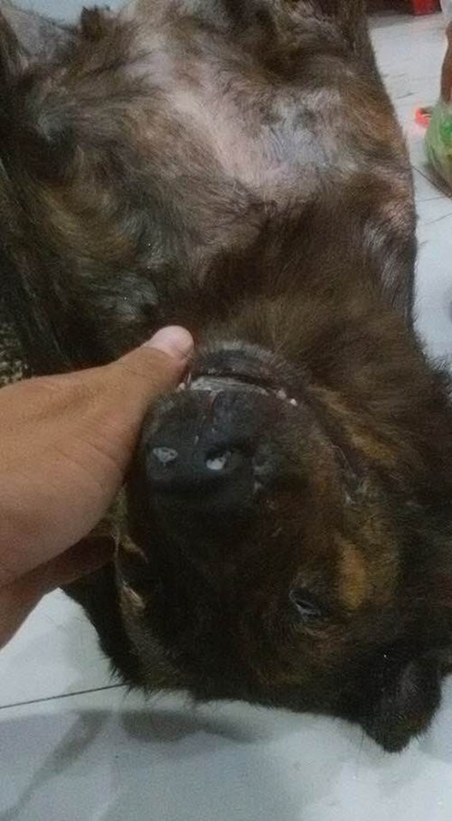 Quá thương thú cưng, chàng trai mua tủ đông để ướp xác chó 3