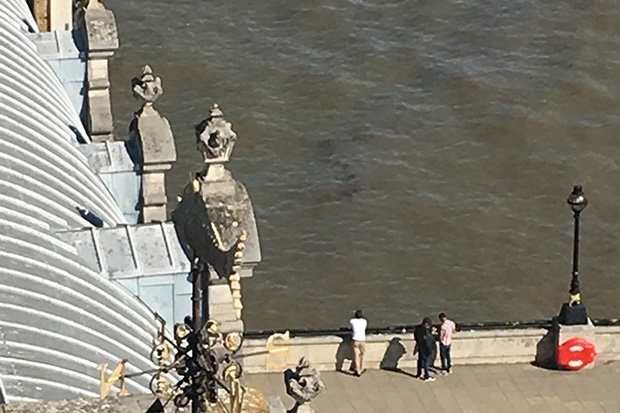 'quai vat ho loch ness' bi bat gap xuat hien tren song thames? hinh anh 2