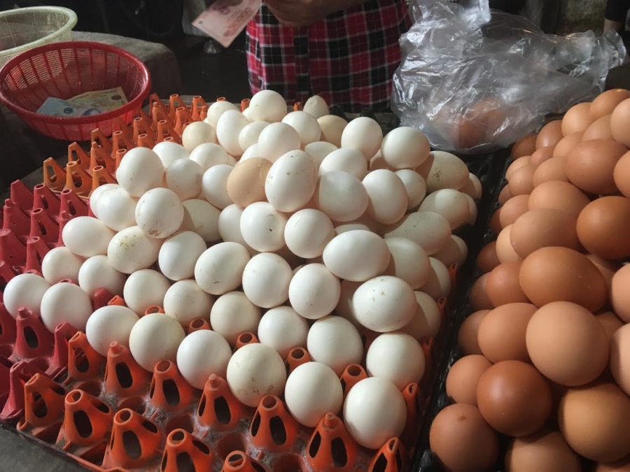 trứng gà ta, trứng gà ta thả vườn, trứng gà ta giá rẻ, trứng gà ai cập, gà ai cập nuôi công nghiệp, hà nội