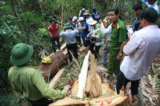 Vu pha rung po mu tai Quang Nam chua xac dinh hai quan, bien phong co lien quan
