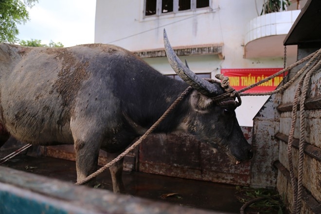 Tho san bat them mot con trong dan trau du hinh anh 1