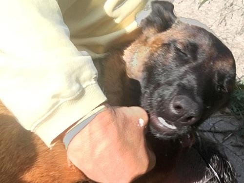 Chú chó Rylee vui mừng khi đoàn tụ với ông bà chủ. Ảnh: ABC News